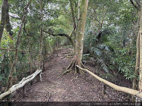 新竹縣峨眉藤坪古道上猿山、六寮古道、採桶柑--1130127