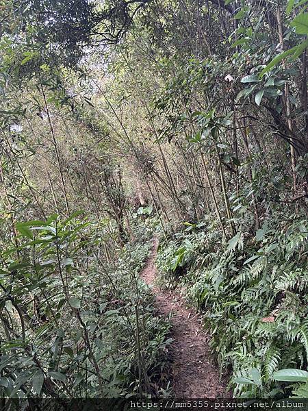 新竹縣峨眉藤坪古道上猿山、六寮古道、採桶柑--1130127