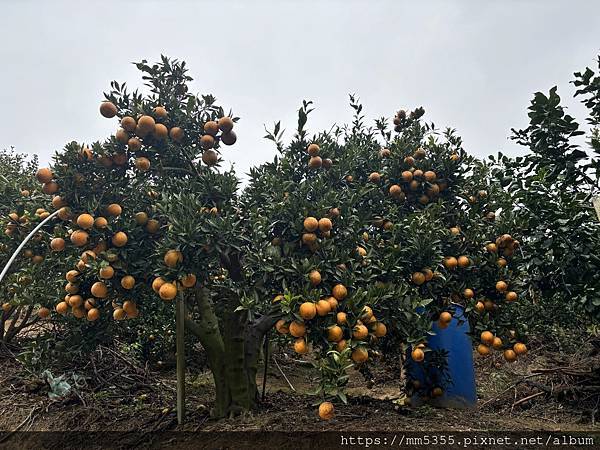 新竹縣峨眉藤坪古道上猿山、六寮古道、採桶柑--1130127