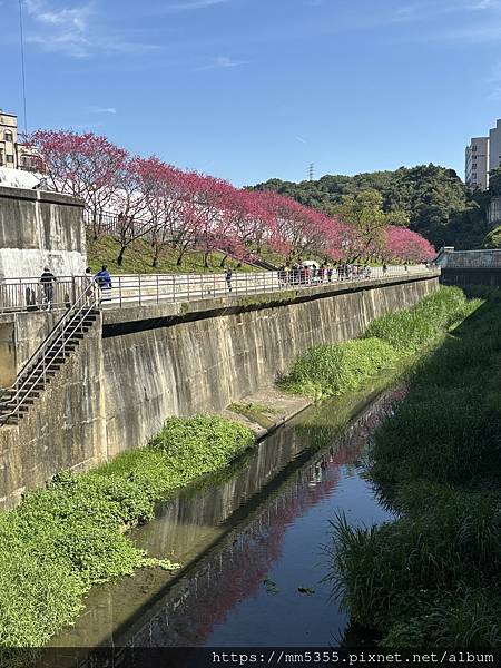 台北市東湖明舉山、內溝溪步道賞櫻--1130218