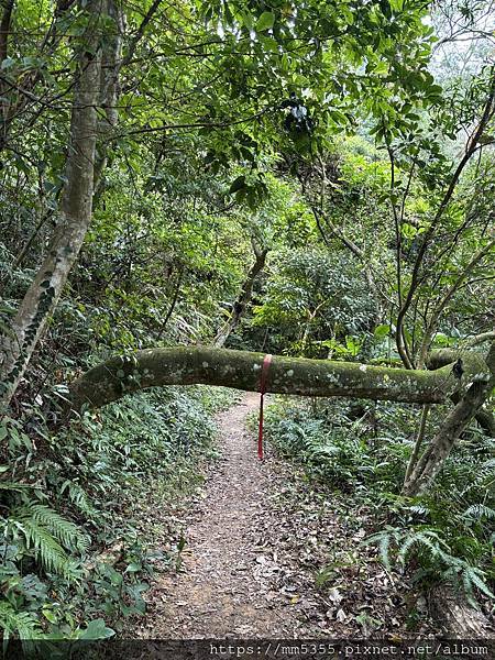 桃園大溪區大艽芎古道上溪洲山--1130224