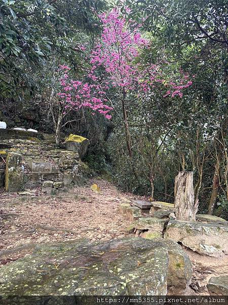 桃園大溪區大艽芎古道上溪洲山--1130224