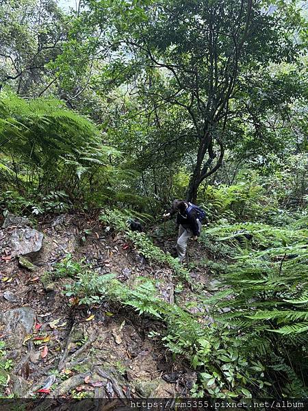 桃園大溪區大艽芎古道上溪洲山--1130224