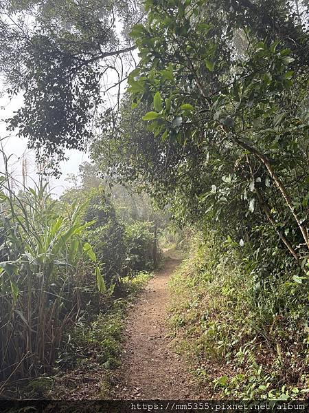 桃園大溪區大艽芎古道上溪洲山--1130224