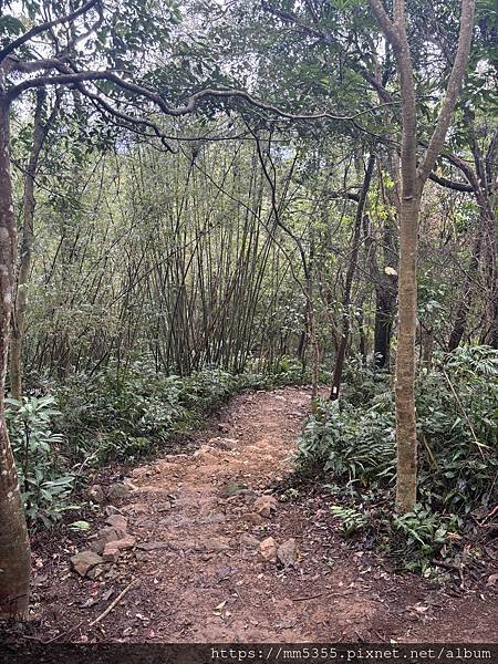 桃園大溪區大艽芎古道上溪洲山--1130224