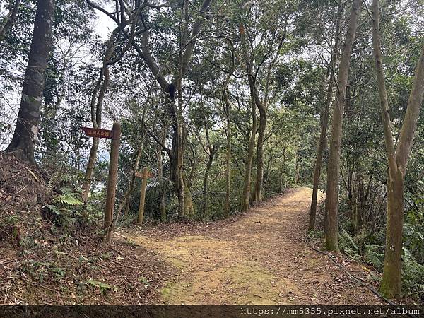 桃園大溪區大艽芎古道上溪洲山--1130224