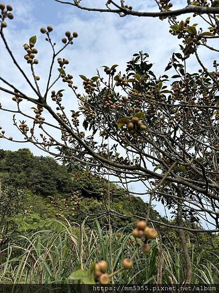 新北市瑞芳區石尾路步道、百二崁古道、貂山古道、黃金神社繞一圈