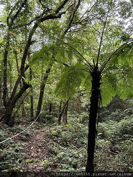 新北市平溪區茶販古道、東勢格古道、臭頭山、咸豐嶺古道繞一圈-