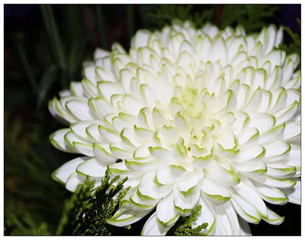 白綠菊花