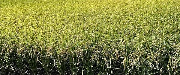 失壓續跑胎 失壓續跑胎