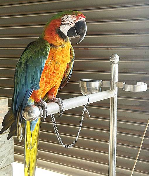 金剛鸚鵡是大型彩色的美洲鸚鵡