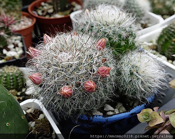 仙人掌開花：：高砂。