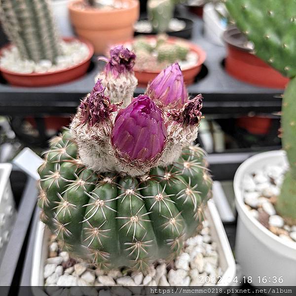 仙人掌開花：芍藥丸。