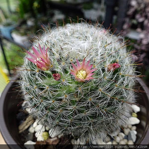 仙人掌開花：：高砂。