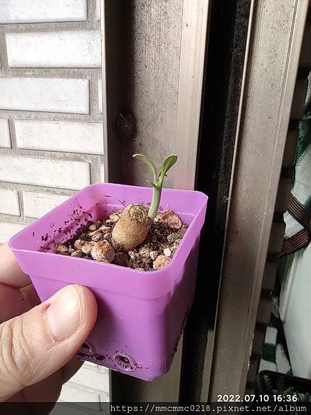 多肉日誌052：普利西菊。新入手的可愛蘿蔔根。開花 -202