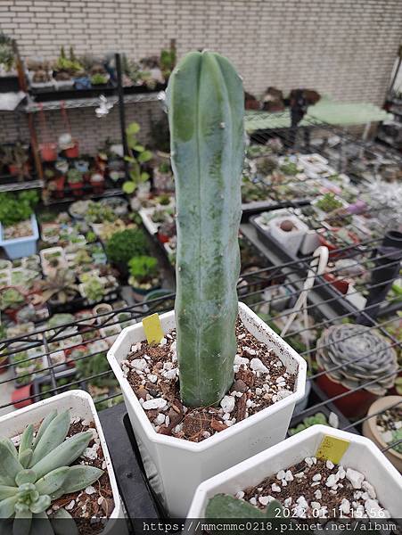 仙人掌：龍神木。Myrtillocactus geometr