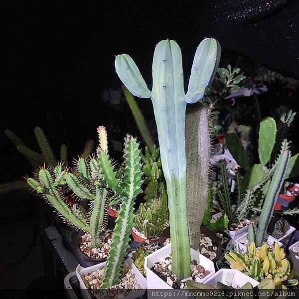 仙人掌：龍神木。Myrtillocactus geometr