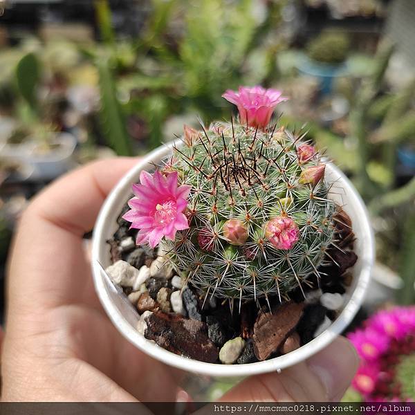 仙人掌開花：金洋丸