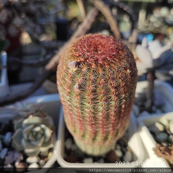 仙人掌開花：紫太陽