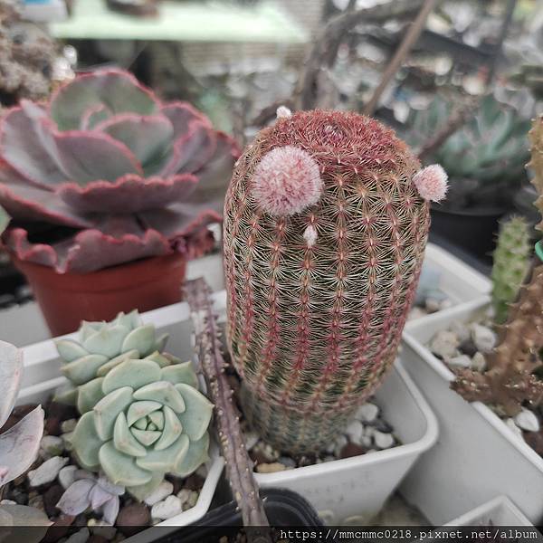 仙人掌開花：紫太陽