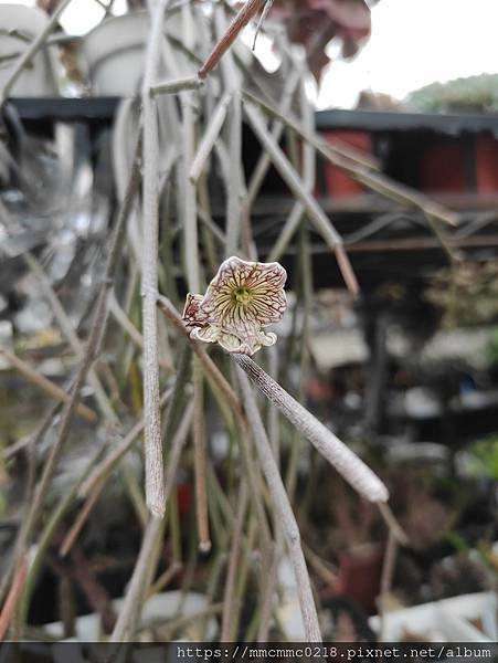 蘿藦開花：血管花