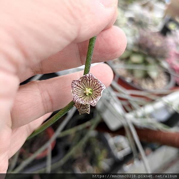 蘿藦開花：血管花