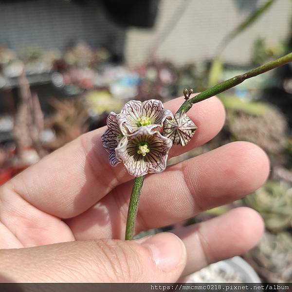 蘿藦開花：血管花