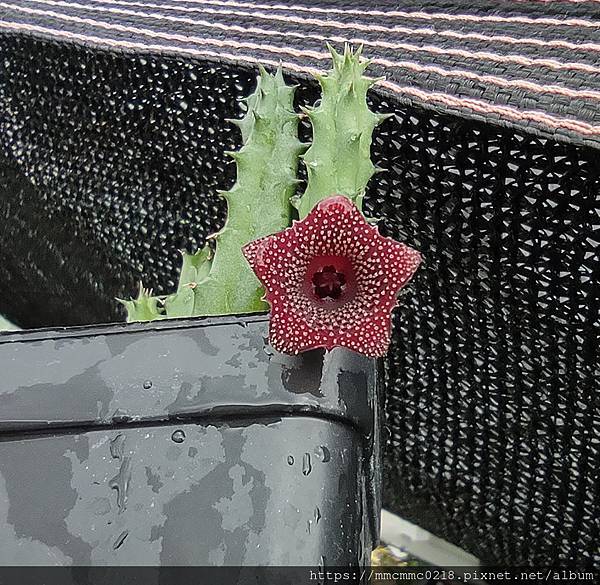 蘿藦開花：沙伯特阿拉伯劍龍角