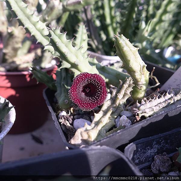 蘿藦開花：沙伯特阿拉伯劍龍角