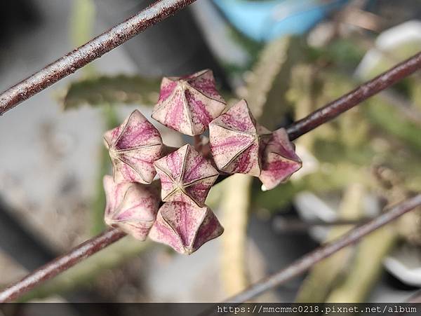 蘿藦開花：絨傘水牛角