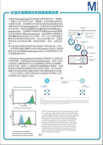 流式細胞儀分析細胞自噬作用