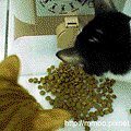 20090307046.gif