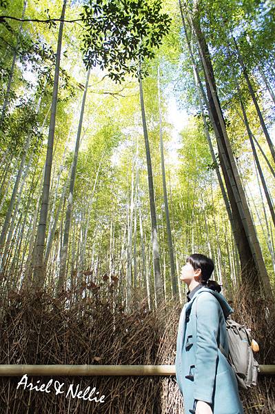 嵐山竹林