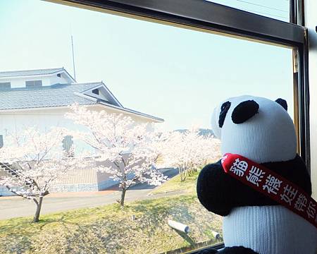 從秋田鳥海山線的小火車內賞櫻 從秋田鳥海山線的小火車內賞櫻
