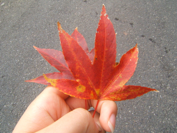 Maple Leaves