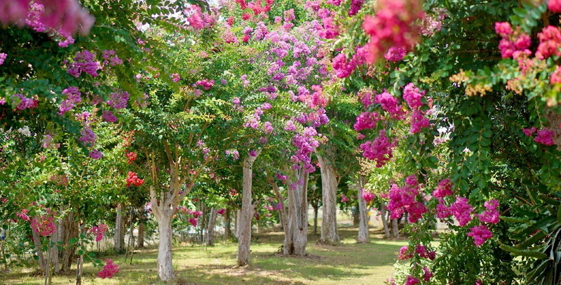 苗栗苑裡紫薇花園.jpg