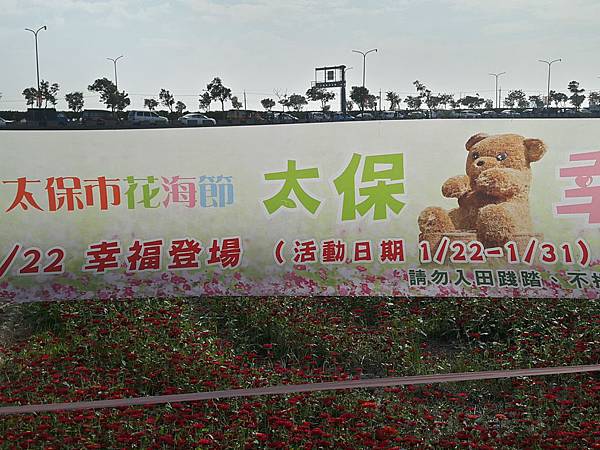 太保市花海 太保市花海
