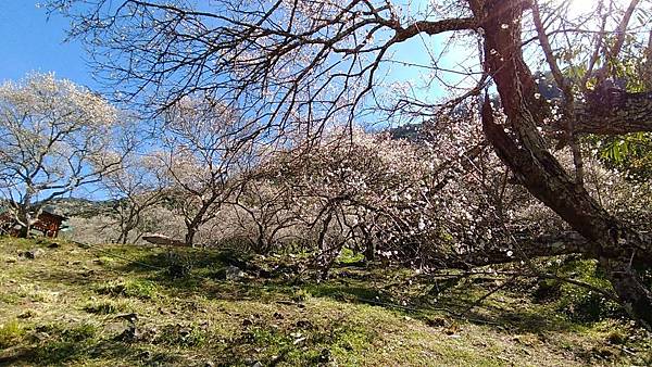彭家梅園-首頁 彭家梅園-首頁