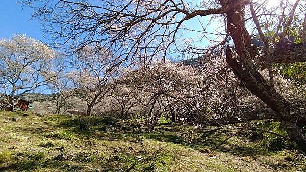 彭家梅園-首頁