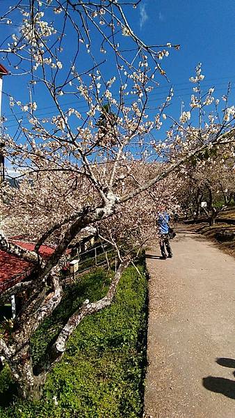 彭家梅園-01 彭家梅園-01