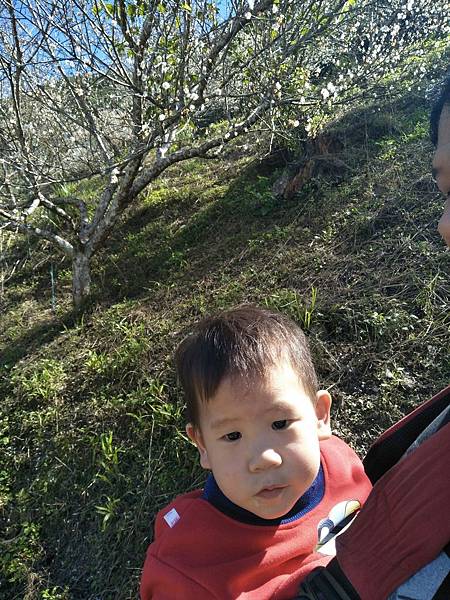 彭家椅園-02 彭家椅園-02