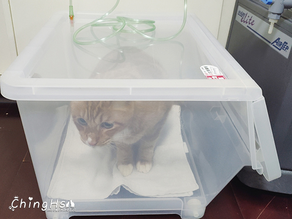 寵物居家照護分享 自製寵物氧氣箱 Ching S 生活誌 痞客邦