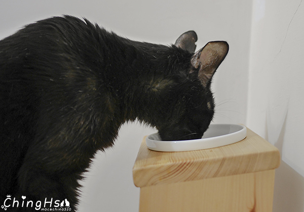 ROYAL CANIN 法國皇家 老貓專用乾糧A30+12、濕糧A30+12W開箱 (17).jpg