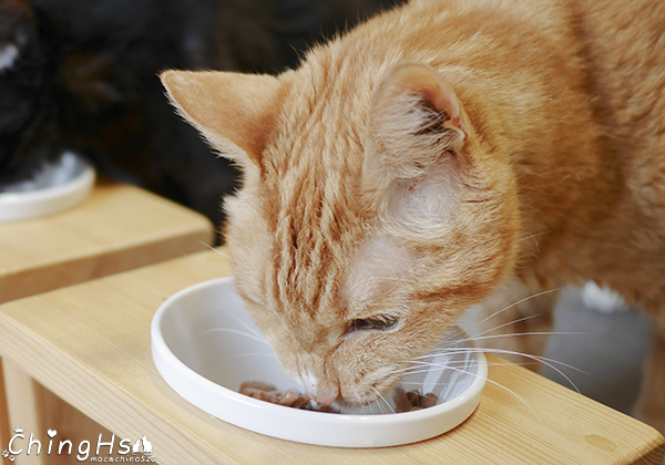 ROYAL CANIN 法國皇家 老貓專用乾糧A30+12、濕糧A30+12W開箱 (15).jpg