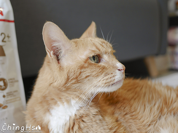 ROYAL CANIN 法國皇家 老貓專用乾糧A30+12、濕糧A30+12W開箱 (19).jpg