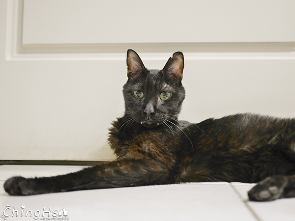 ROYAL CANIN 法國皇家 老貓專用乾糧A30+12、濕糧A30+12W開箱 (22).jpg