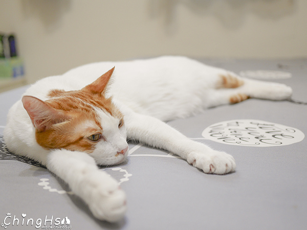 ROYAL CANIN 法國皇家 老貓專用乾糧A30+12、濕糧A30+12W開箱 (21).jpg