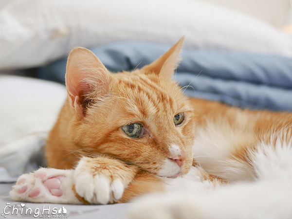ROYAL CANIN 法國皇家 老貓專用乾糧A30+12、濕糧A30+12W開箱 (20).jpg