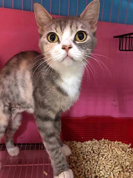 21150254_1689223837757145_6156814265892443700_n