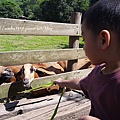 SAM_0575.JPG